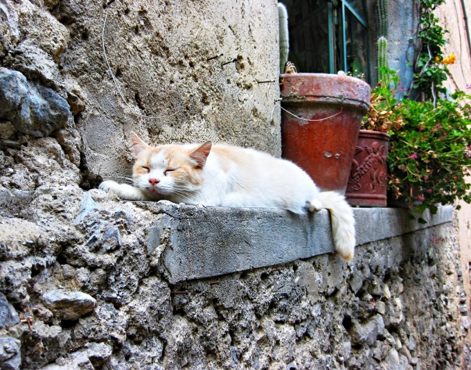 amalfi gatto Cote Amalfitaine Visites avec Guide